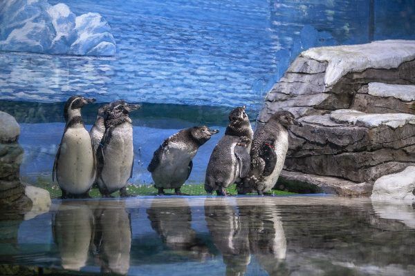 Линька началась у пингвинов в Приморском океанариуме