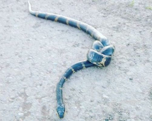 Крупную змею, завязанную в узел, обнаружили на дороге в Приморье