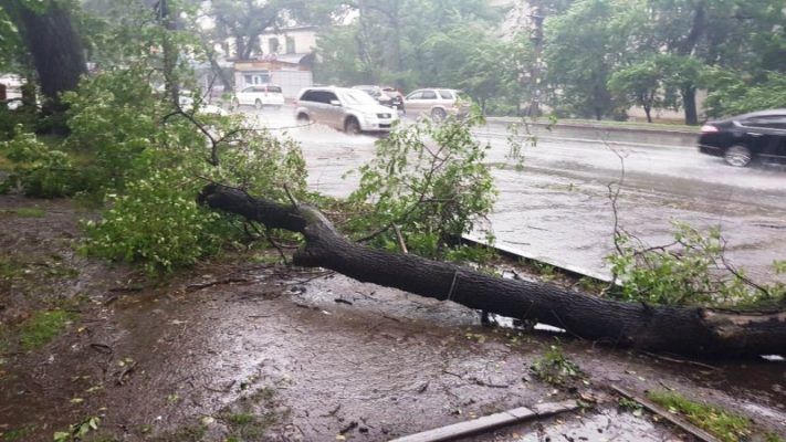 Последствия тайфуна во Владивостоке: штормовой ветер обрушил деревья на дороги и тротуары