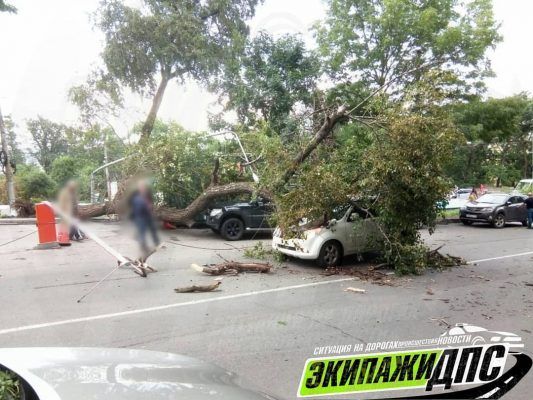 Во Владивостоке дерево обрушилось на движущееся авто