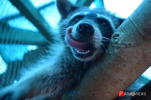 «Владхлеб» накормил медведей и енотов сгущёнкой в зоопарке «Садгород» во Владивостоке