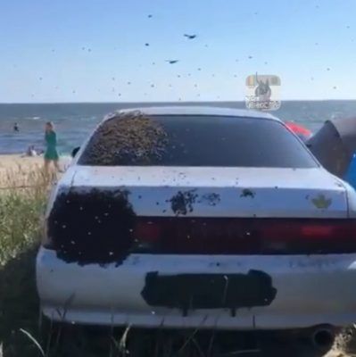 Огромный рой пчёл атаковал машину в Приморье