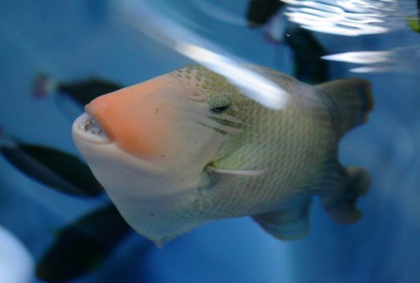 Пять видов спинорогов пополнили коллекцию тропических рыб Приморского океанариума