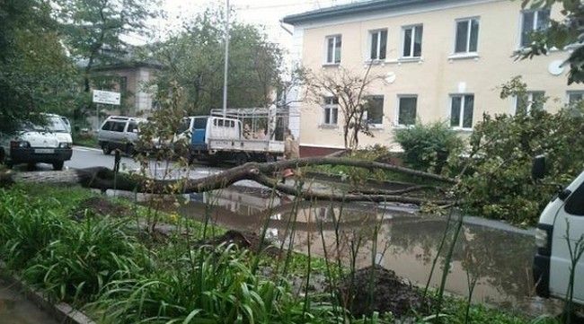 Огромное дерево рухнуло возле школы во Владивостоке