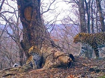 В Приморье котята леопарда узнали, как пахнут ёж и барсук