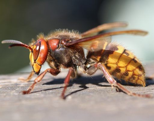 Опасные насекомые угрожали жителям Приморья