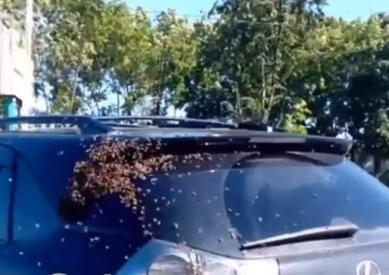 Большой рой пчёл атаковал «Лексус» в Приморье