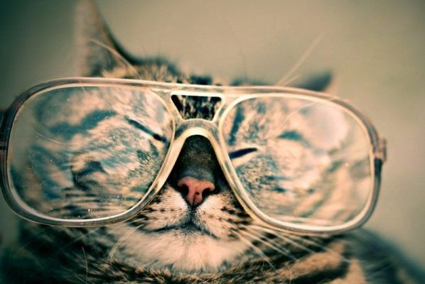 Очки, зрение, кот, кошка, животное