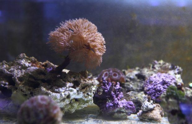 В Приморском океанариуме приступили к выращиванию кораллов