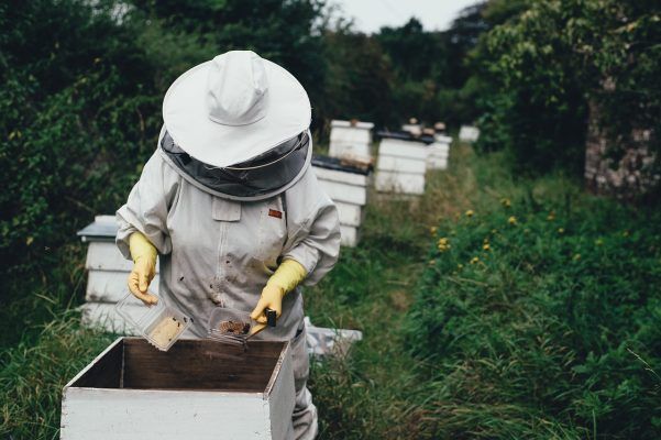 Отсутствие охранного статуса пчелы и вырубка липы: что мешает развиваться приморскому плеловодству