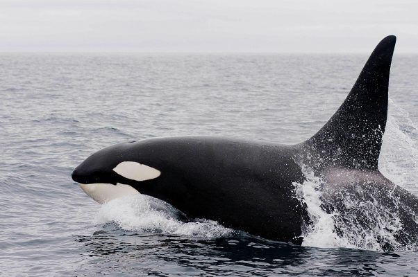 Следственный комитет проработает вопрос об организации процесса адаптации узников «китовой тюрьмы» к естественной среде