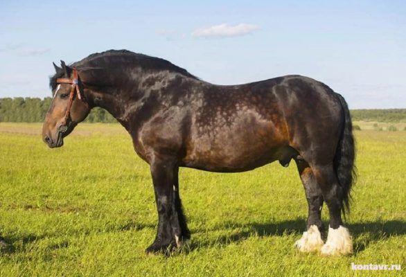 Виды лошадей: арабский скакун и лошадь-тяжеловоз