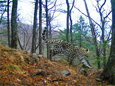 Ещё один котёнок дальневосточного леопарда появился на свет в Приморье