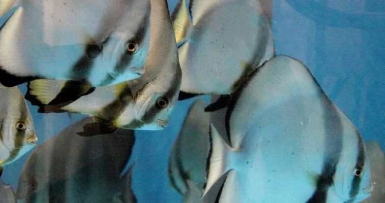 Рыбы — летучие мыши поселились в Приморском океанариуме