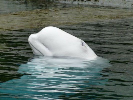 Экологи призвали министра природных ресурсов и экологии привлечь их к решению проблемы «китовой тюрьмы» в Приморье