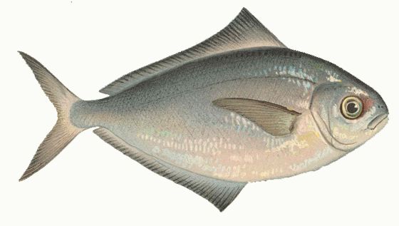 Несколько тонн масляной рыбы со ртутью обнаружили в Приморье