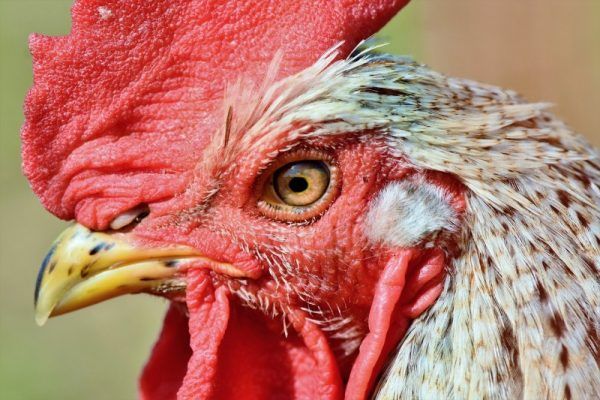 Десятки тонн тухлой курицы из Аргентины не пустили в Приморье