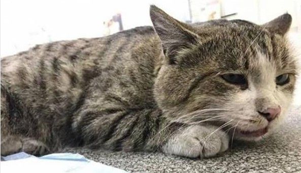 Печальная история: во Владивостоке сбили кота, в которого ранее стреляли