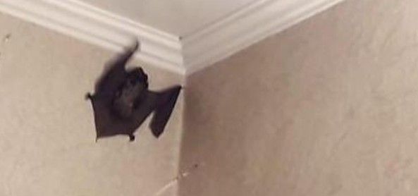 Приморцы в шоке: в их квартиры вторгаются летучие мыши