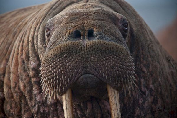 В Приморье оштрафовали мужчину, у которого нашли 35 бивней моржа
