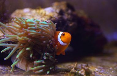 В Приморском океанариуме клоуны стали соперничать за актиний