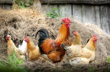 Любителей куриных сердец в Приморье предупредили об опасности