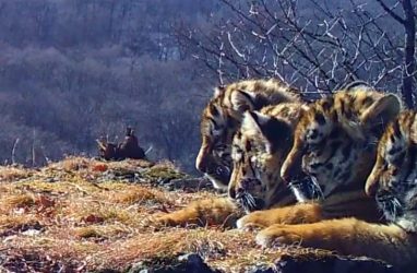 В Приморье удалось запечатлеть сразу четверых тигрят