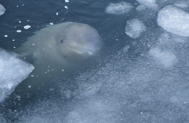В природоохранной прокуратуре подтвердили, что из «китовой тюрьмы» пропала одна косатка