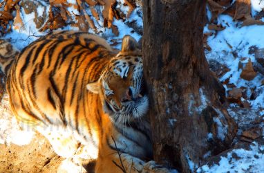 Тигрицу Тайгу, сестру тигра Амура, перевезут из Приморья в Казахстан