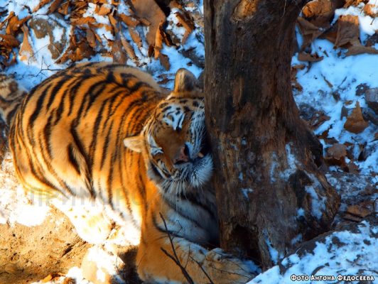Тигрица Тайга. Фотография с сайта Приморского сафари-парка