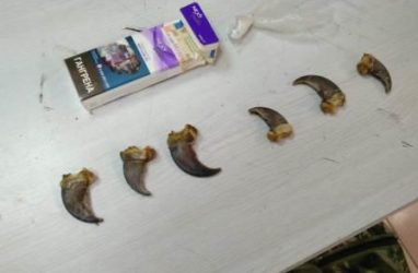 Китаец спрятал когти медведя в пачке сигарет, чтобы вывезти их из Приморья