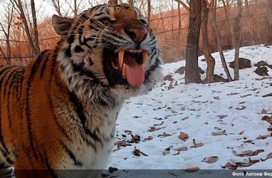 Власти Хабаровского края выступили с просьбой оставить тигра Амура в Приморье