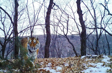 Амурские тигры сделали «селфи» на «Земле леопарда» в Приморье