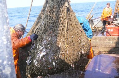 Приморские рыбаки с начала 2020 года увеличили вылов на 10,9%