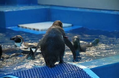 В Приморском океанариуме будут жить новые пингвины