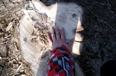 В Приморье более 1300 деревьев вырубили неподалеку от границы биосферного заповедника