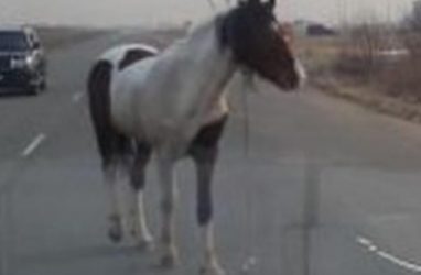 В Приморье потерявшаяся лошадь атаковала автомобили