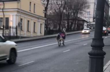 Одинокая лошадь посреди улицы удивила жителей Владивостока