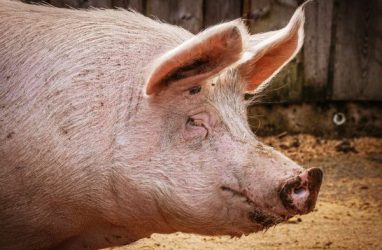 В Приморье доставили первую партию племенных свиней датской генетики — видео