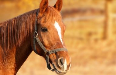 «Весь в кровавых ранах»: в Приморье погибает молодой конь — очевидцы