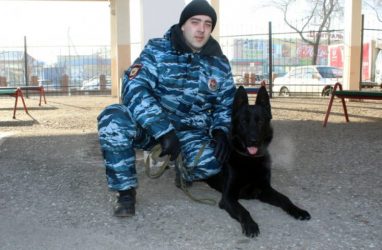 Служебная собака по кличке Бандит учуяла наркотики на автовокзале в Приморье