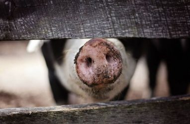 Власти Приморья сообщили об остановке распространения вируса африканской чумы свиней на предприятии «РусАгро»