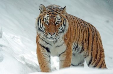 Нападает на собак: специалисты решают, что делать с тигром-хулиганом в Приморье — видео