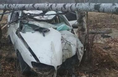 Дерево уничтожило автомобиль в Приморье