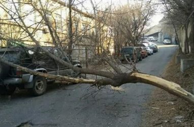 Во Владивостоке КамАЗ зацепил дерево, оно рухнуло на легковушку