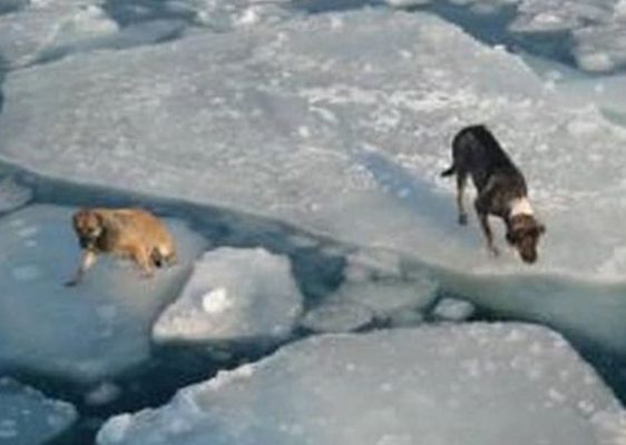 Собаки на льду