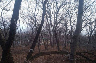 Владивостокской «Армаде» разрешили срубить более 2000 деревьев и кустарников для стройки в районе Академгородка