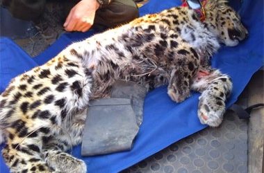 Состояние пострадавшего в Приморье леопарда пока не удалось улучшить