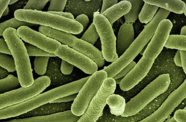 Блины и сырники с бактериями обнаружили в Приморье