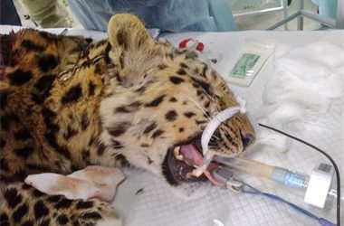 Раненый леопард идёт на поправку — специалисты